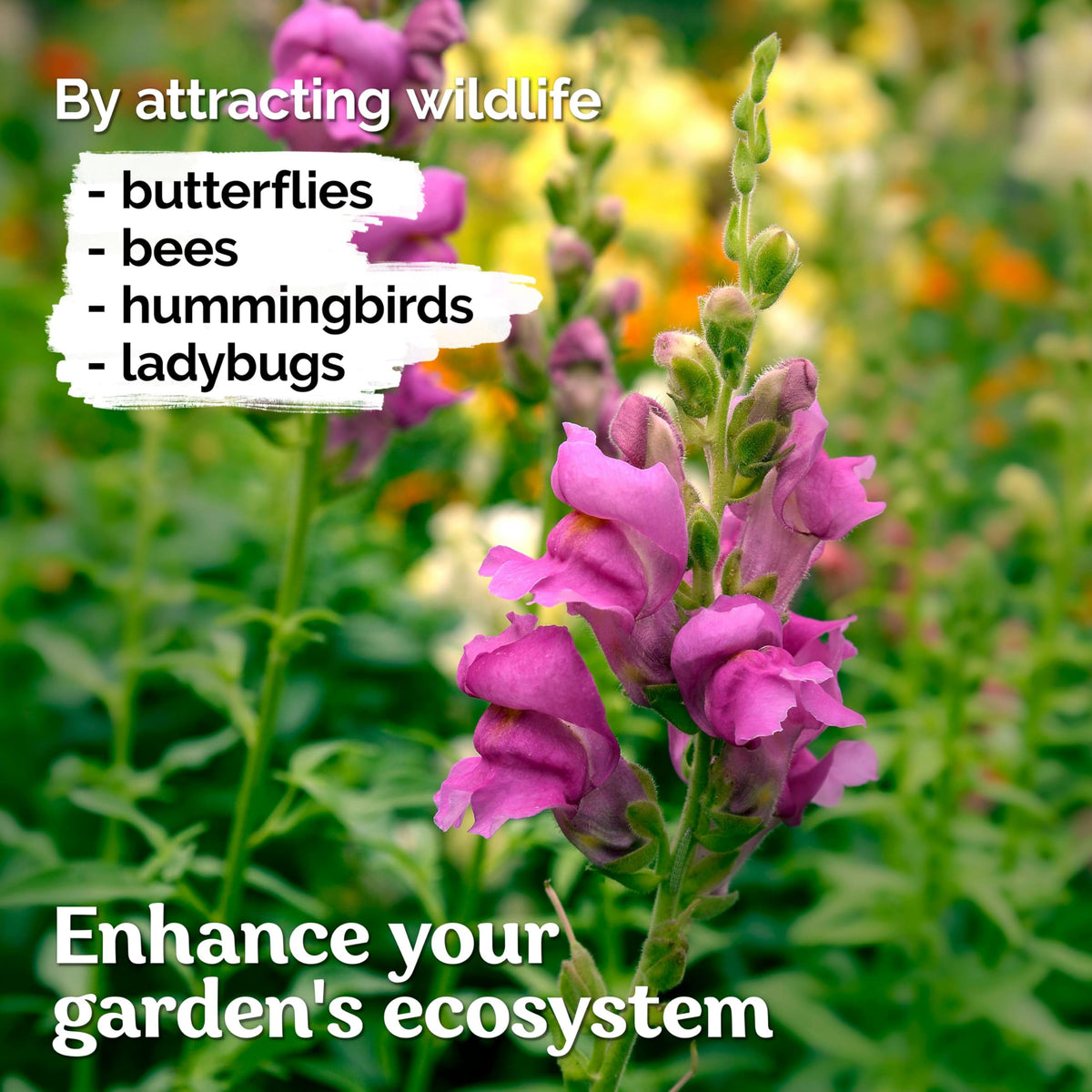 KVITER Container-friendly snapdragons brighten patios and balconies