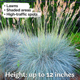 KVITER drought-tolerant ornamental grass border suits sunny beds.