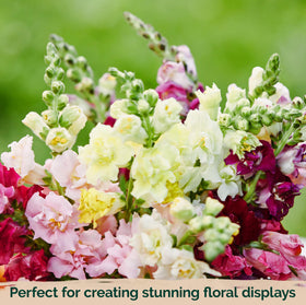 KVITER Easy-to-grow seeds suitable for indoor start or direct sow