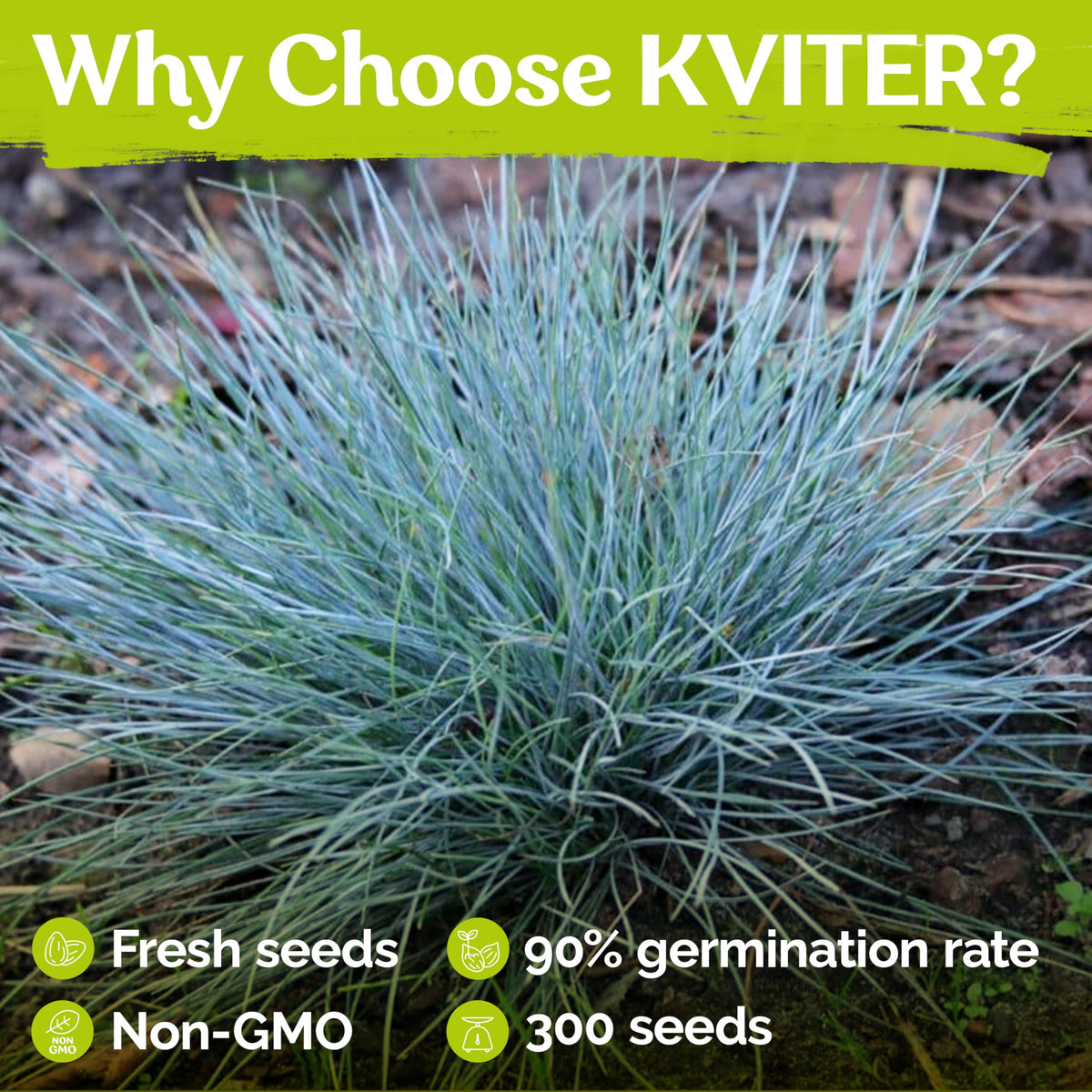 KVITER fast germinating fescue seeds establish quickly for lush coverage.
