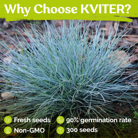 KVITER fast germinating fescue seeds establish quickly for lush coverage.