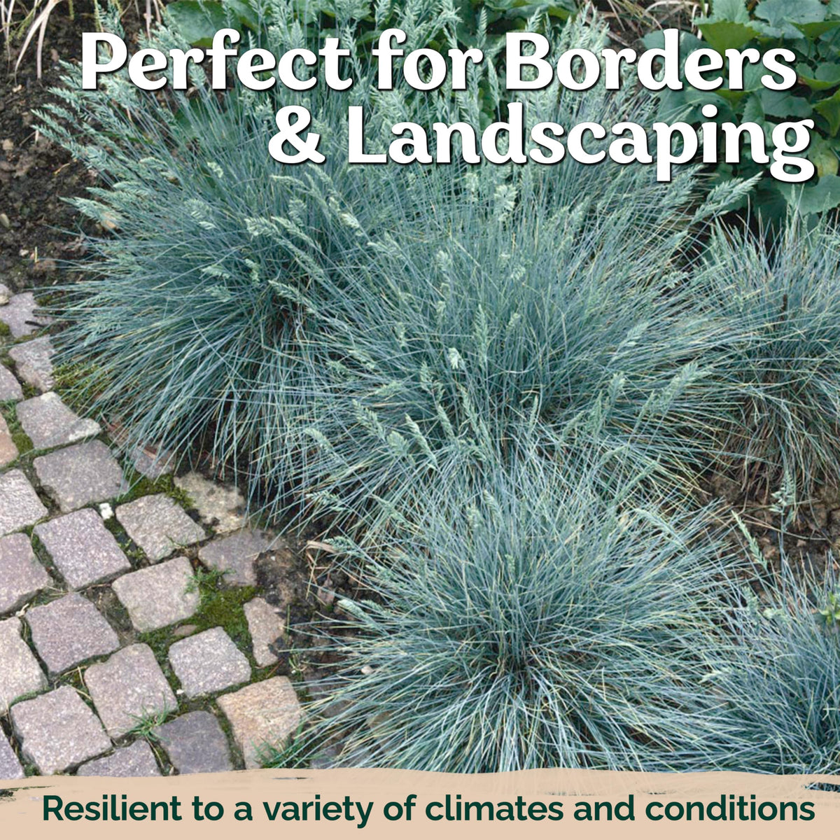 KVITER low-maintenance ornamental grass ideal for containers and borders.