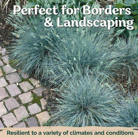 KVITER low-maintenance ornamental grass ideal for containers and borders.