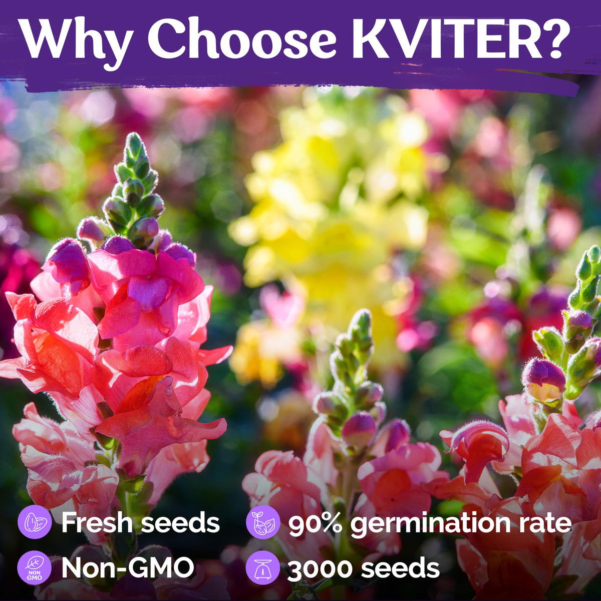 KVITER Pollinator-friendly blooms attract bees and butterflies to your yard