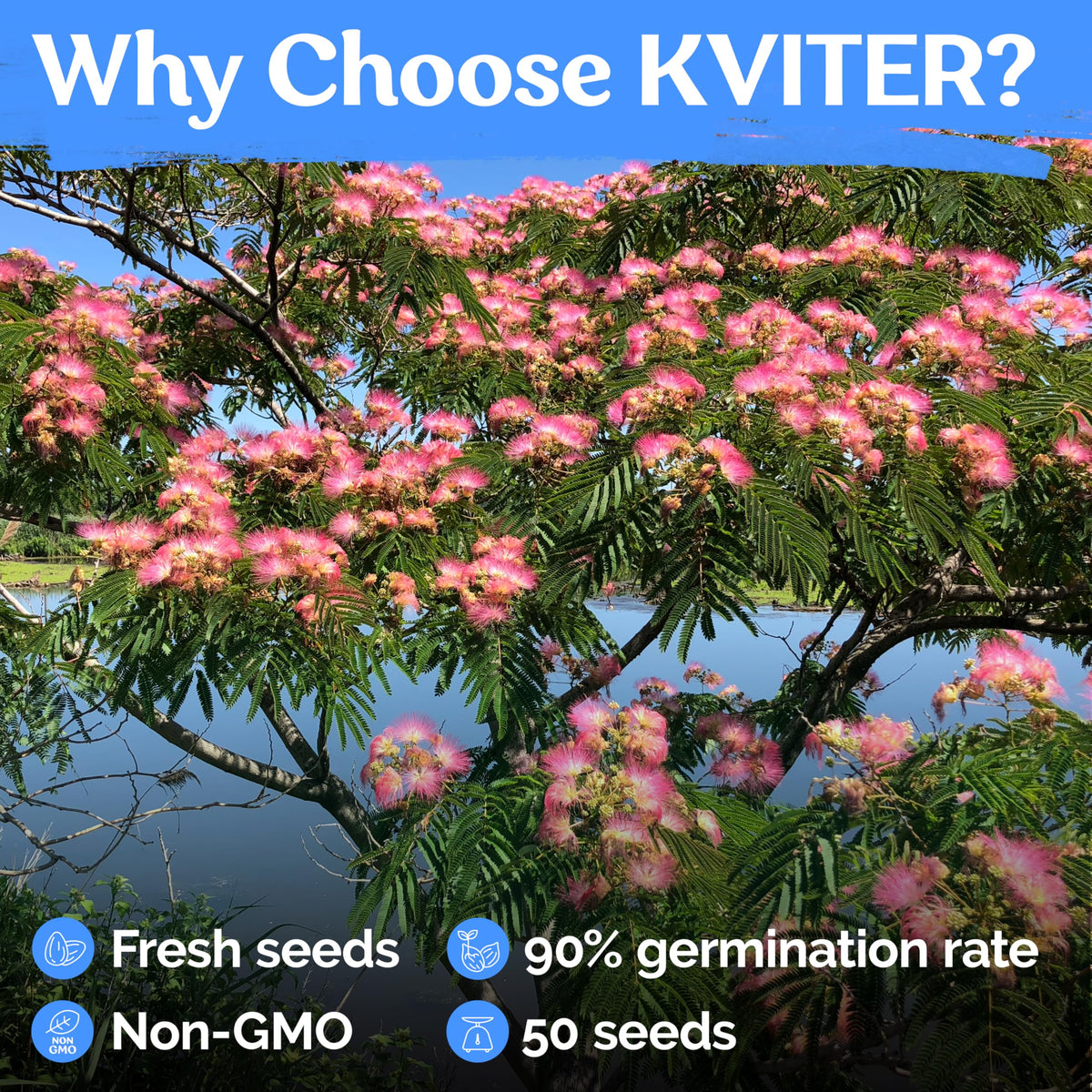 KVITER rapid germination steps help beginners start sprouts quickly.