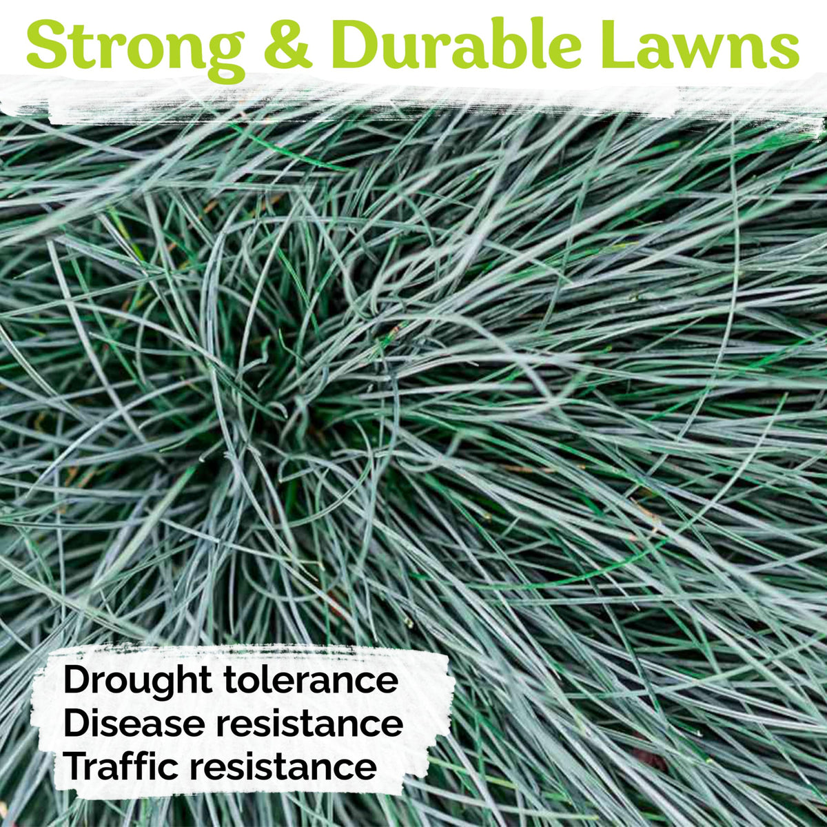 KVITER silver blue fescue planting enhances year-round texture in landscapes.