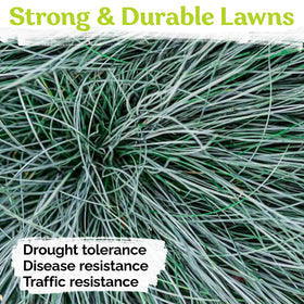 KVITER silver blue fescue planting enhances year-round texture in landscapes.
