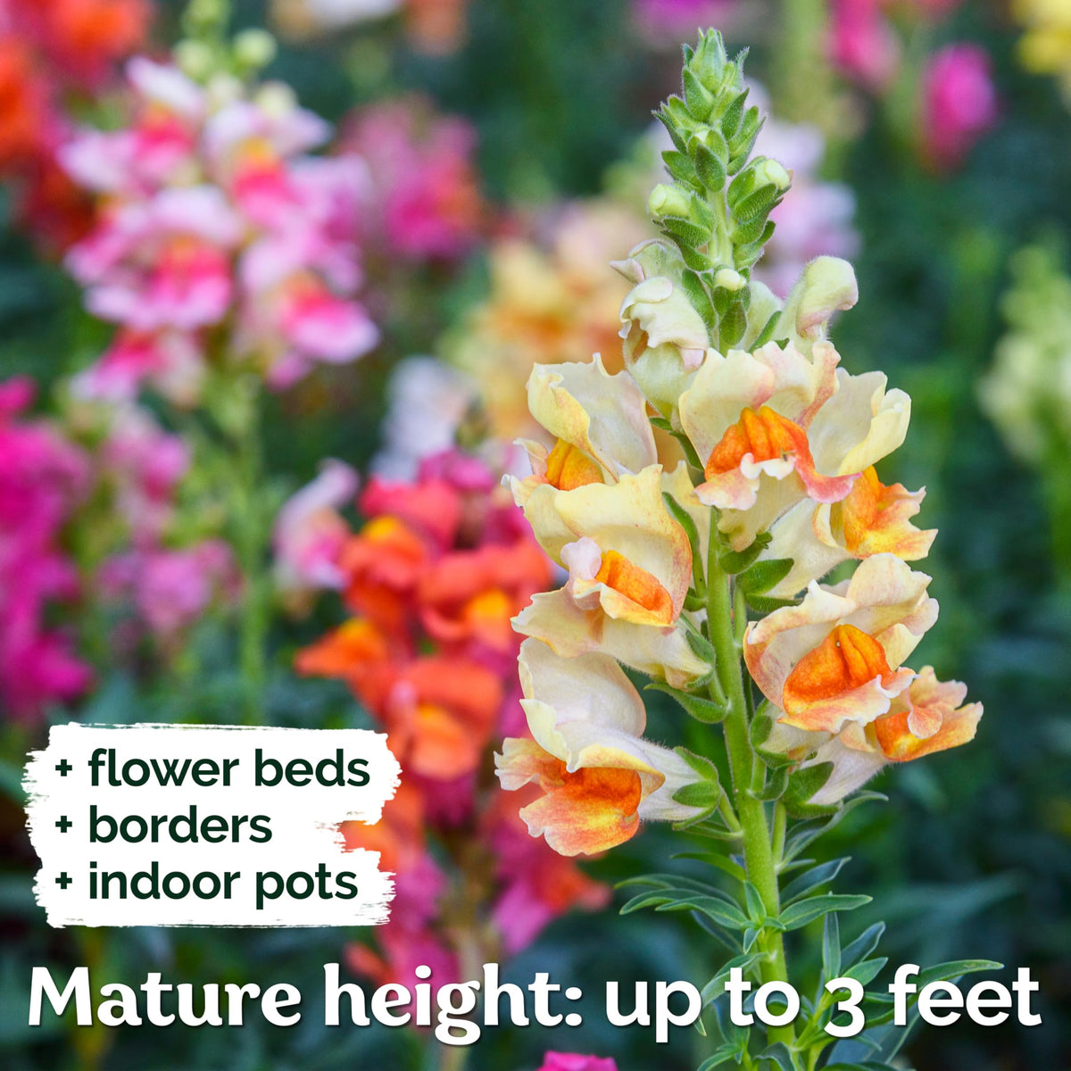 KVITER Sun-loving snapdragons thrive in full sun from late spring to fall