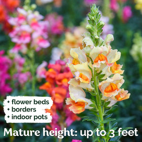 KVITER Sun-loving snapdragons thrive in full sun from late spring to fall