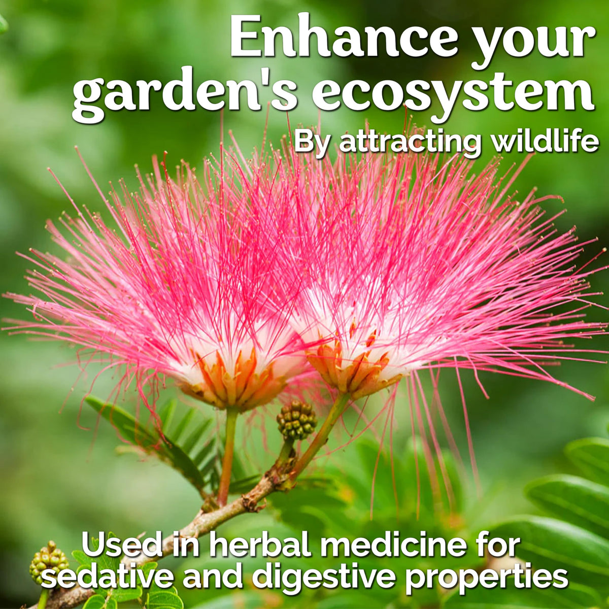 KVITER wildlife-friendly pink canopy supports pollinators and biodiversity.