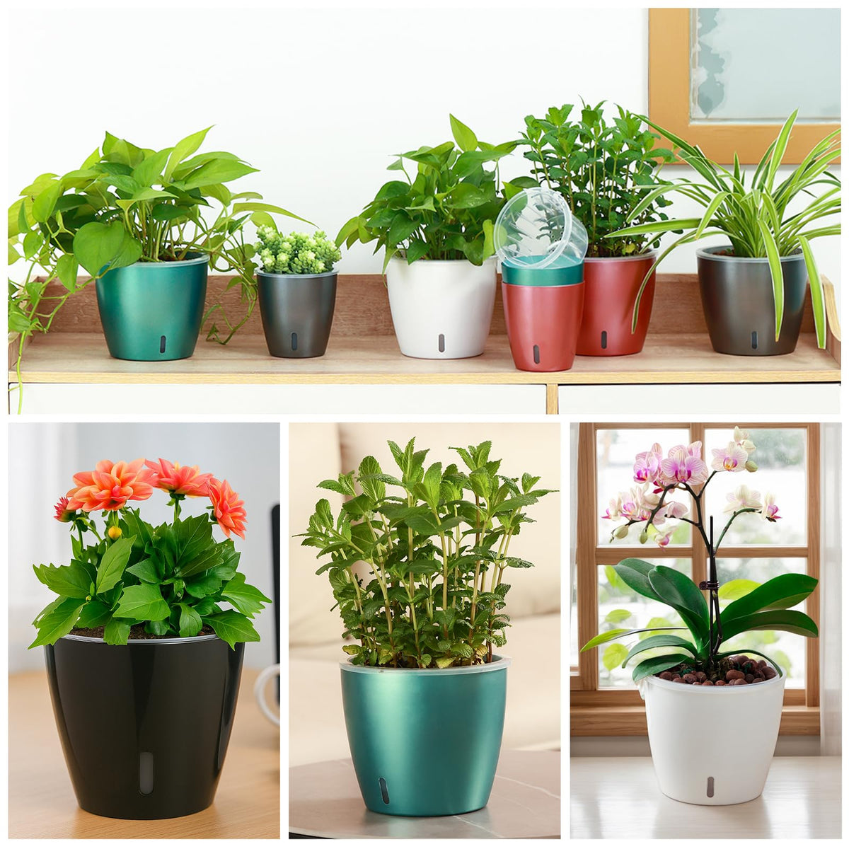 KvyusFlourish African violet pot supports delicate indoor varieties.