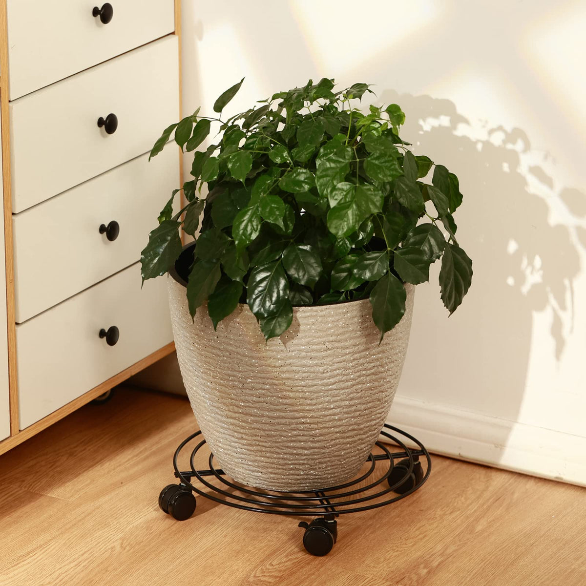 KvyusFlourish drainage saucer helps prevent water damage during watering.