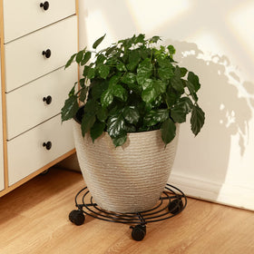 KvyusFlourish drainage saucer helps prevent water damage during watering.