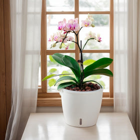 KvyusFlourish orchid pot 5-inch white for a compact orchid display.
