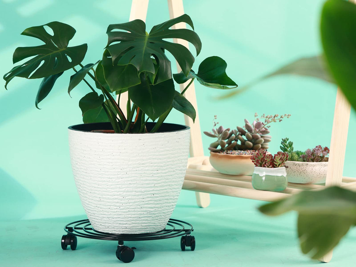 KvyusFlourish plant saucer on wheels catches drainage and keeps floors dry.