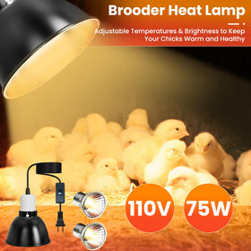 Kweetle 1.3L chick waterer provides steady gravity-fed hydration for growing chicks