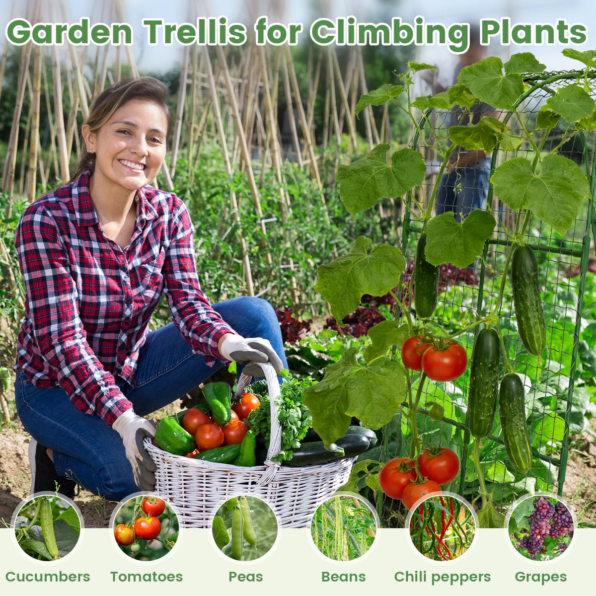 Kweetle plant-support-kit keeps climbing plants organized across containers and planters.