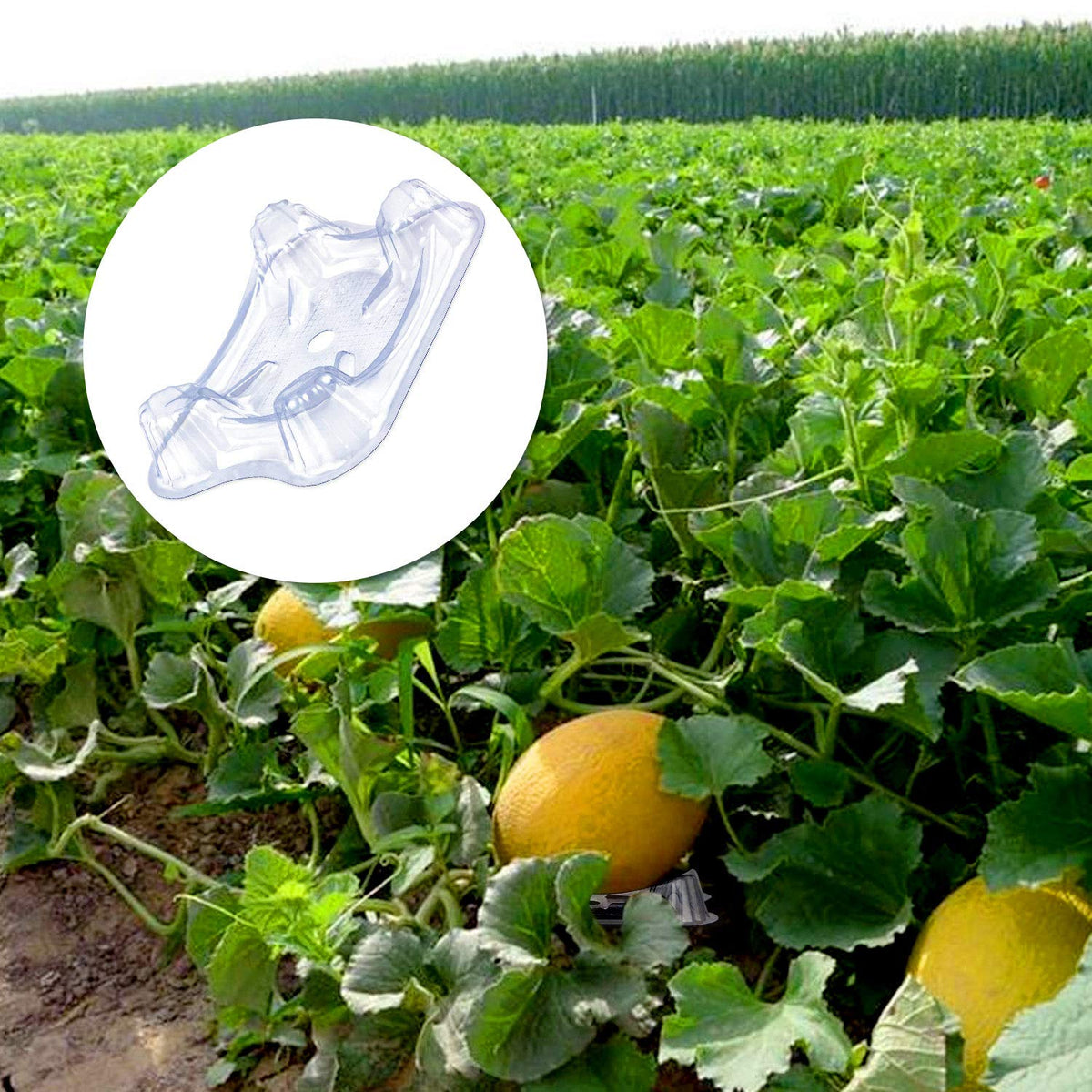 KXCOFTXI 20 lb capacity cradle safely holds large melons.