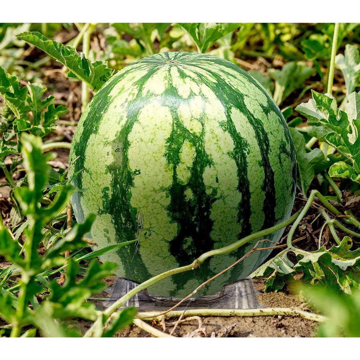 KXCOFTXI durable plastic melon cradle provides reliable, reusable storage.
