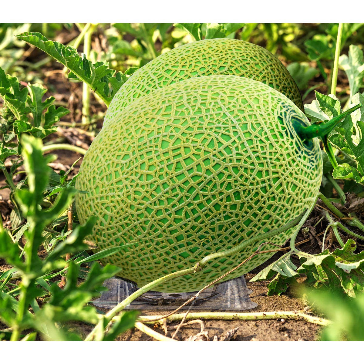 KXCOFTXI reusable melon stand can remold back to shape after use.