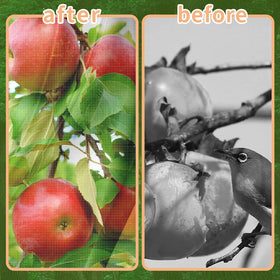KYRGEU side zipper enables quick fruit picking without net removal.