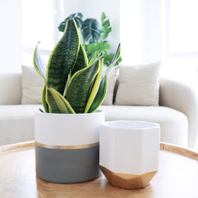 LA JOLIE MUSE color-block design planter suits contemporary living spaces