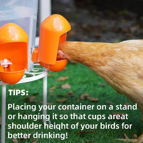 Labodey 5-pack provides multiple drinking stations for larger flocks