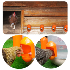 Labodey bright-orange cups attract poultry and help keep water cooler
