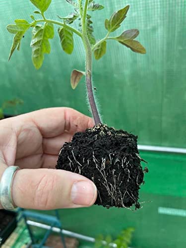 Ladbrooke Mini 5 suitable for seeds and cuttings alike.