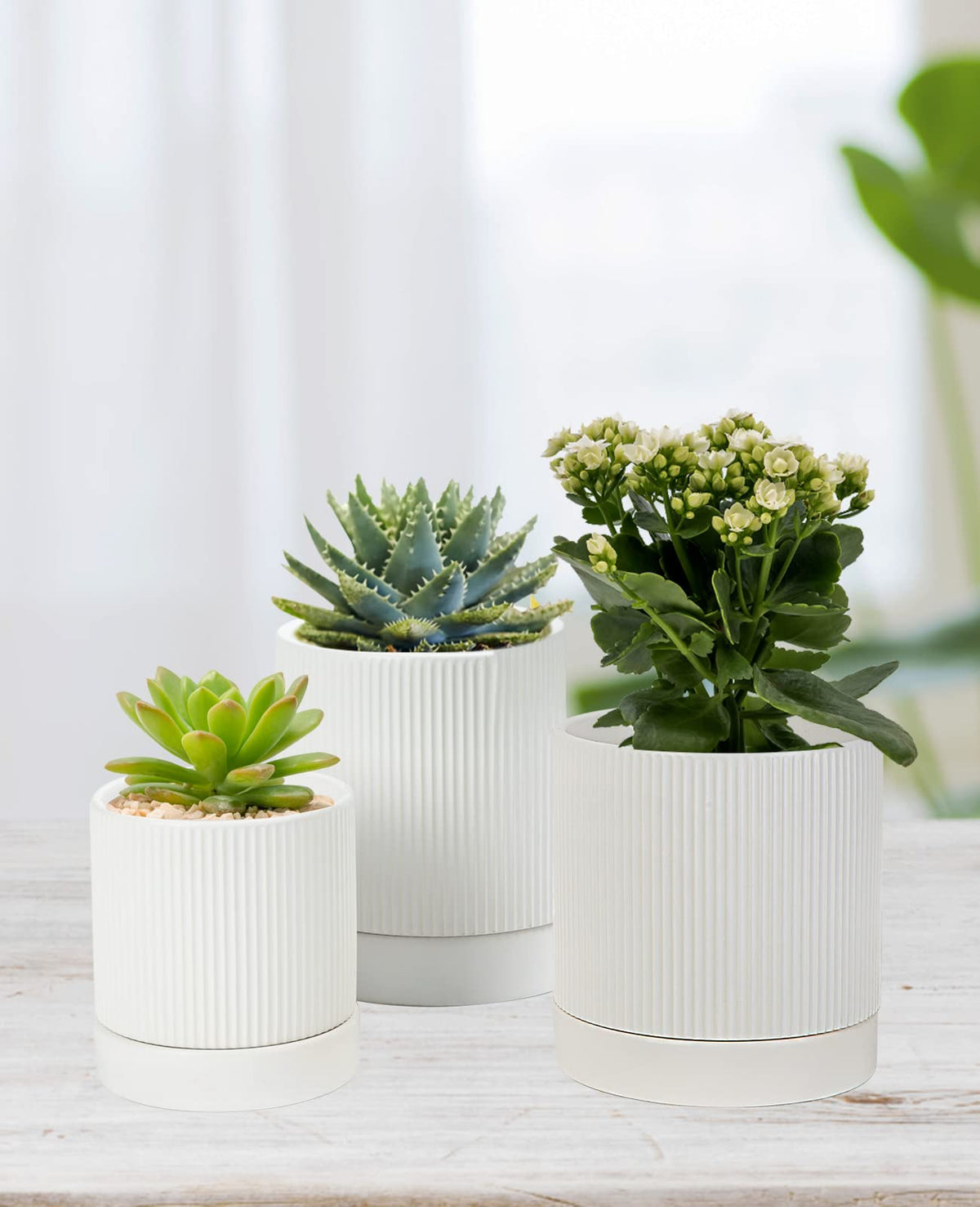LaDoVita planter suited for windowsills and desks to display greenery.
