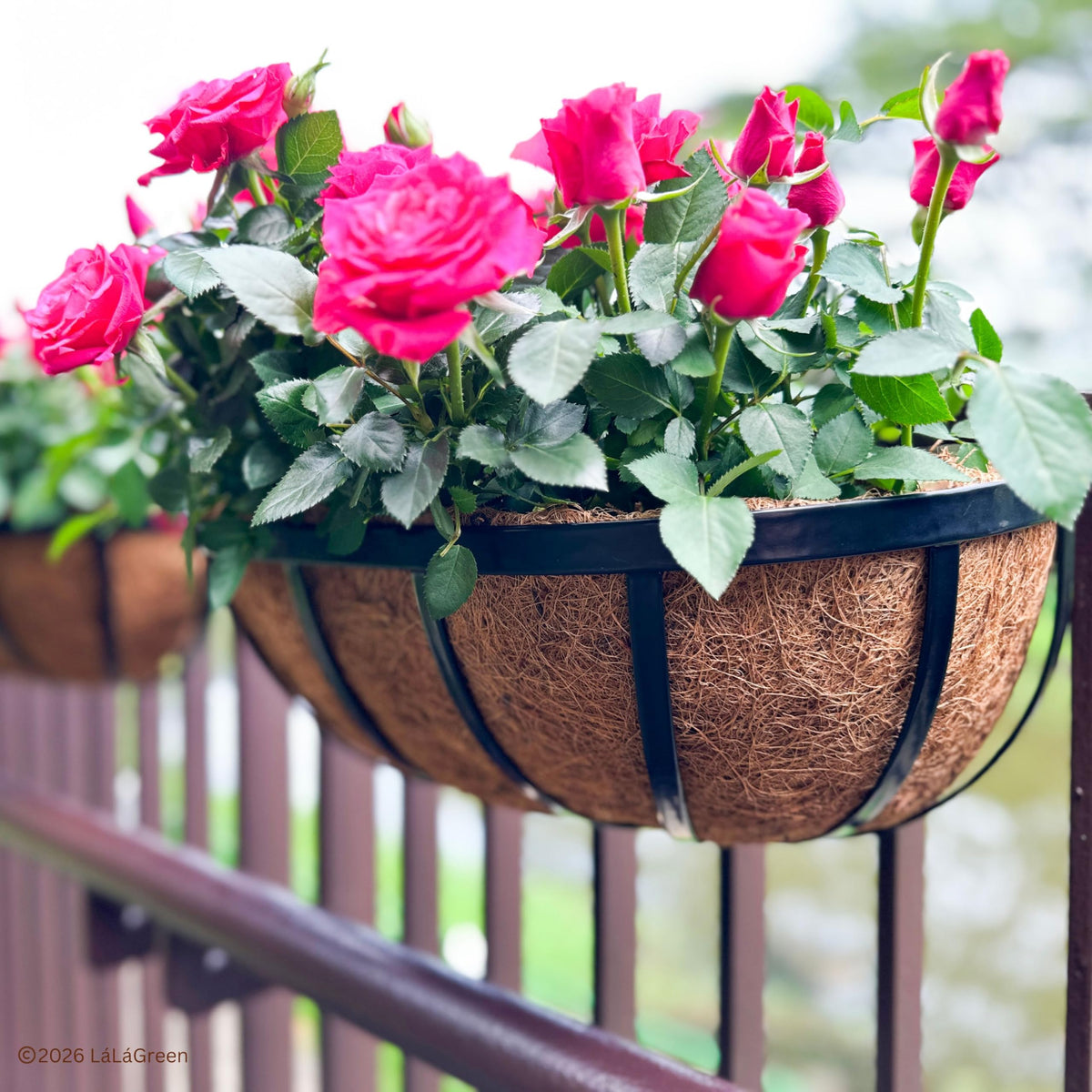 LaLaGreen coco liner holds moisture while draining excess water.