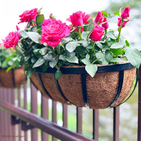 LaLaGreen coco liner holds moisture while draining excess water.