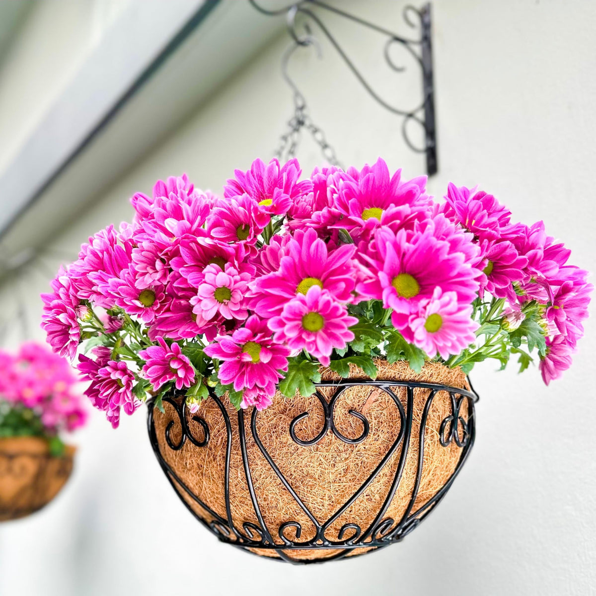 LáLáGreen 12in hanging basket set ready for lush plants