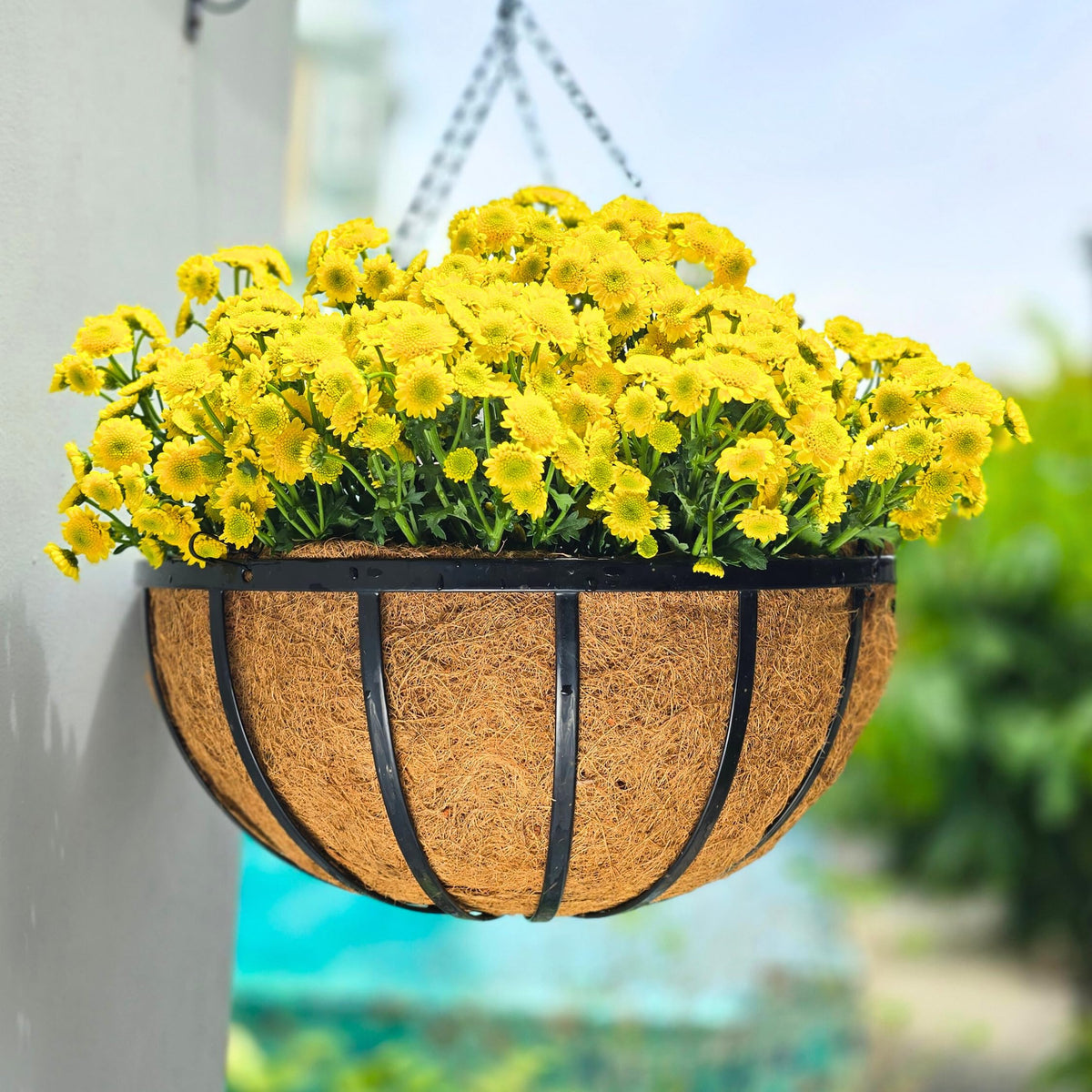 LáLáGreen hanging basket 20inch with coco liner for indoor and outdoor use.