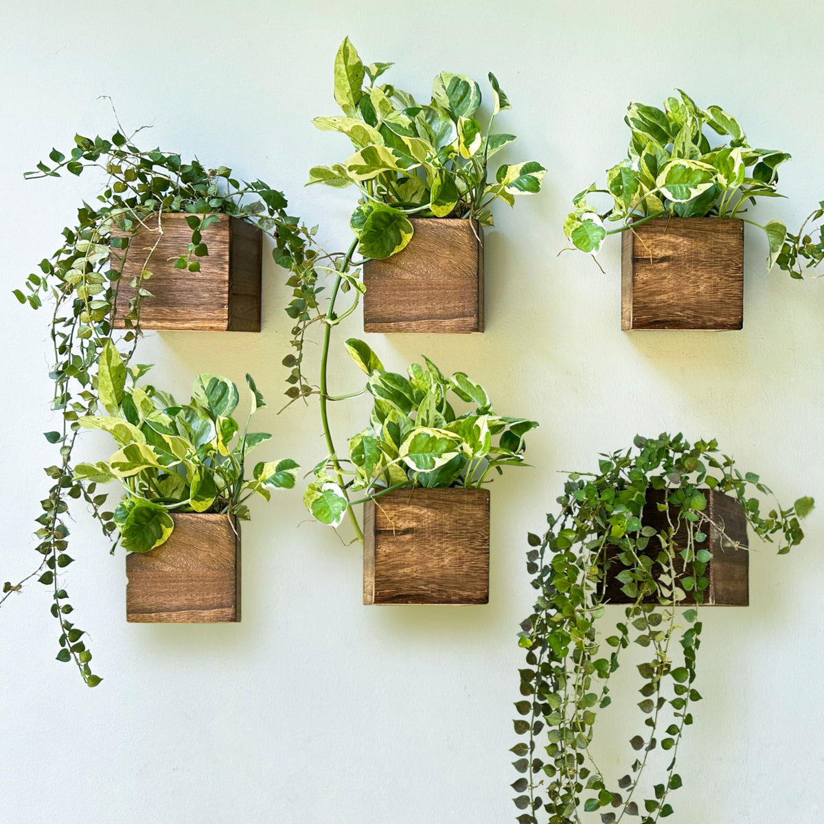 LáLáGreen wood planter box 4x4-inch set for compact indoor displays.