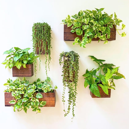 LáLáGreen wooden planter box 6-pack wall-mount for compact indoor gardening