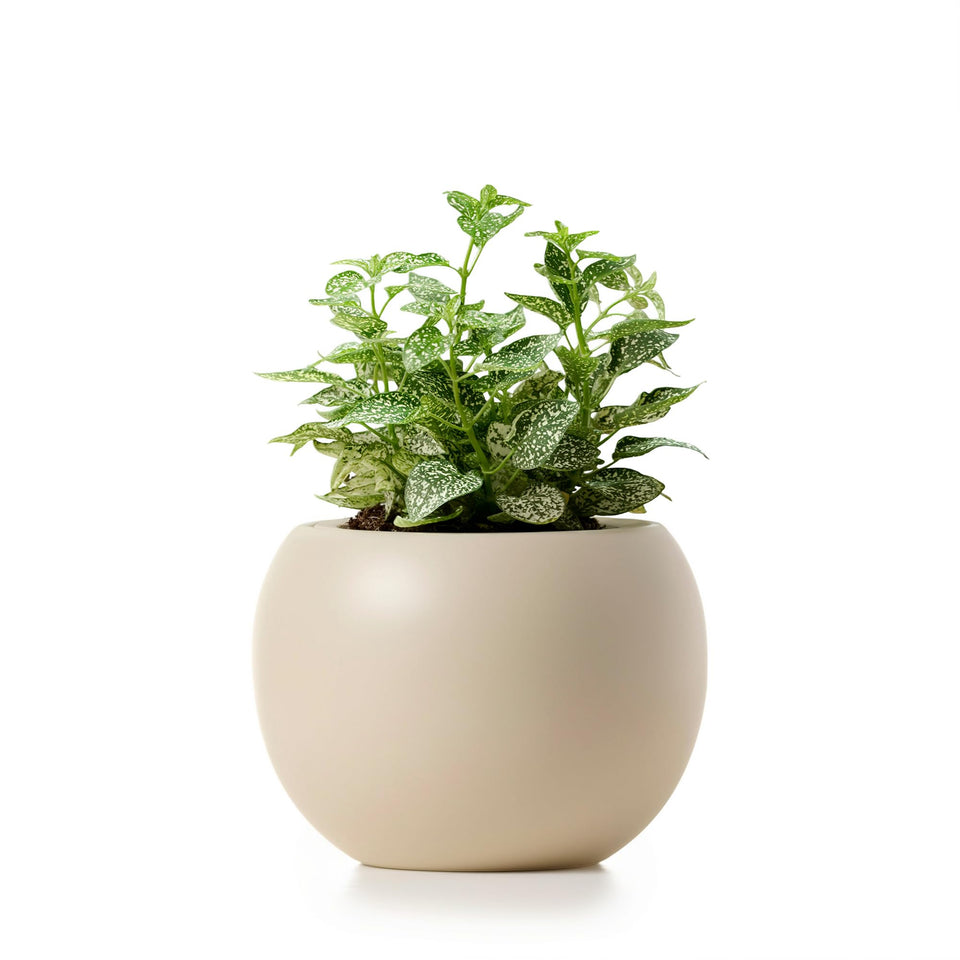 LAMENICO ceramic self-watering pot outer view for modern interiors