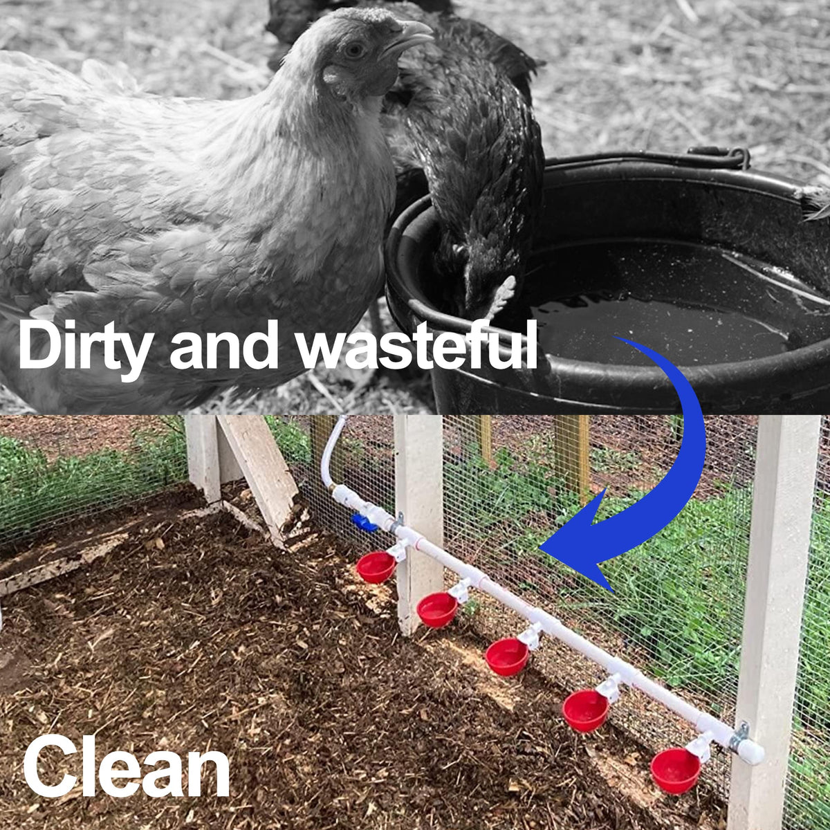 LANARP coop water dispenser system in a poultry setup