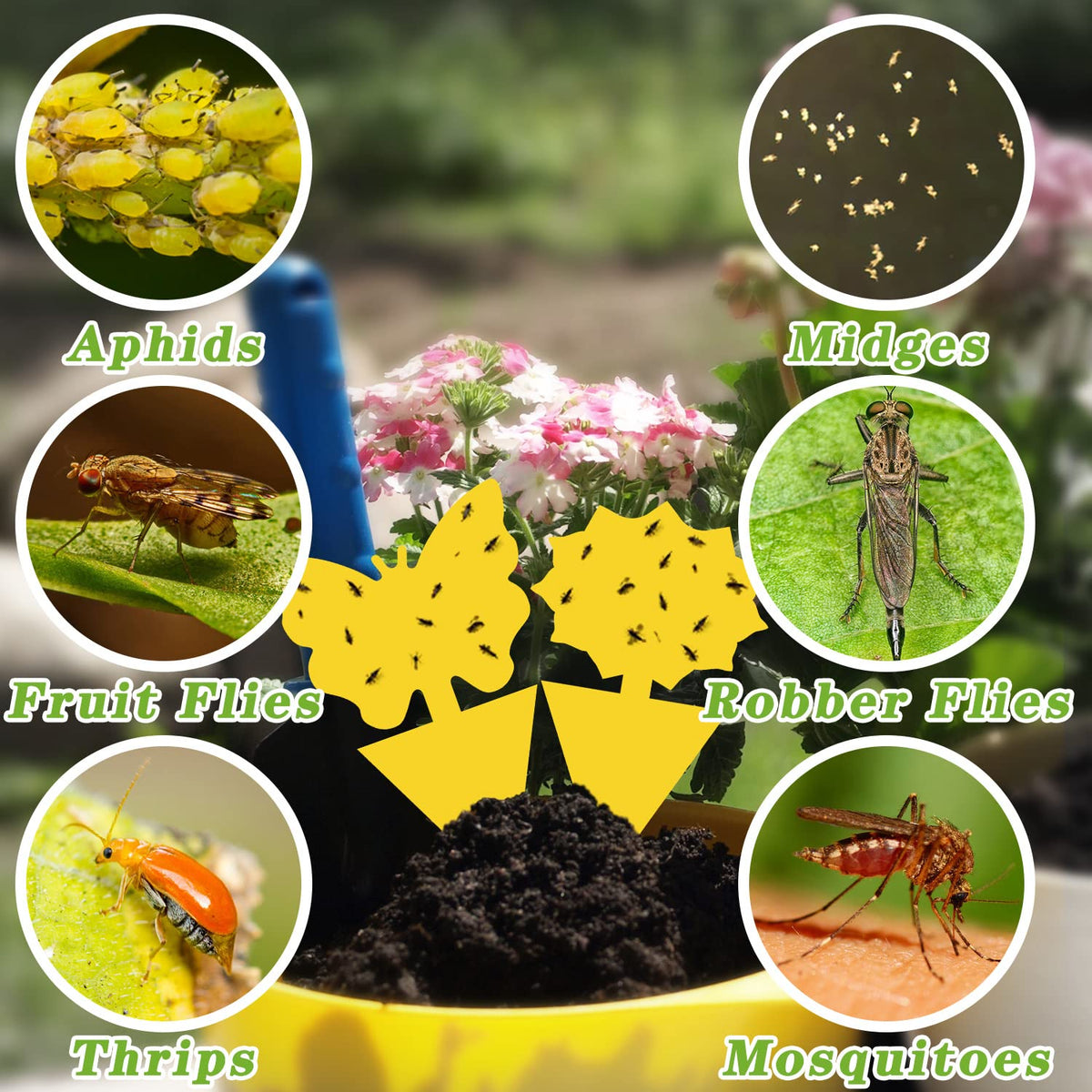 Landisun yellow traps effective for kitchen and garden pest control