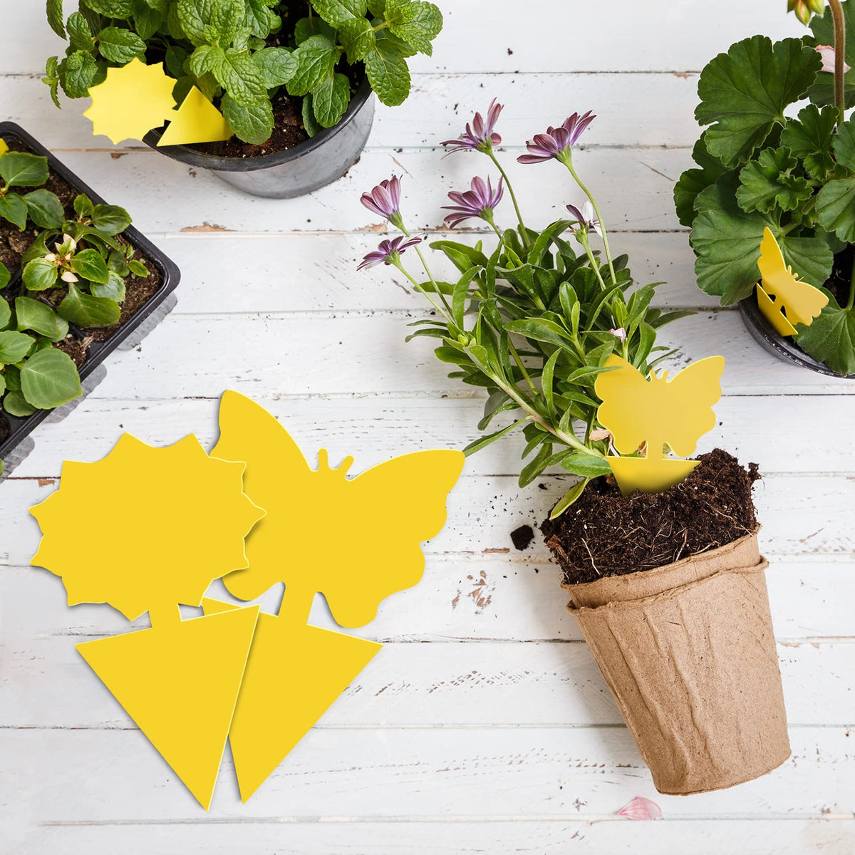 Landisun 24pcs traps placed in a pot to protect houseplants from gnats