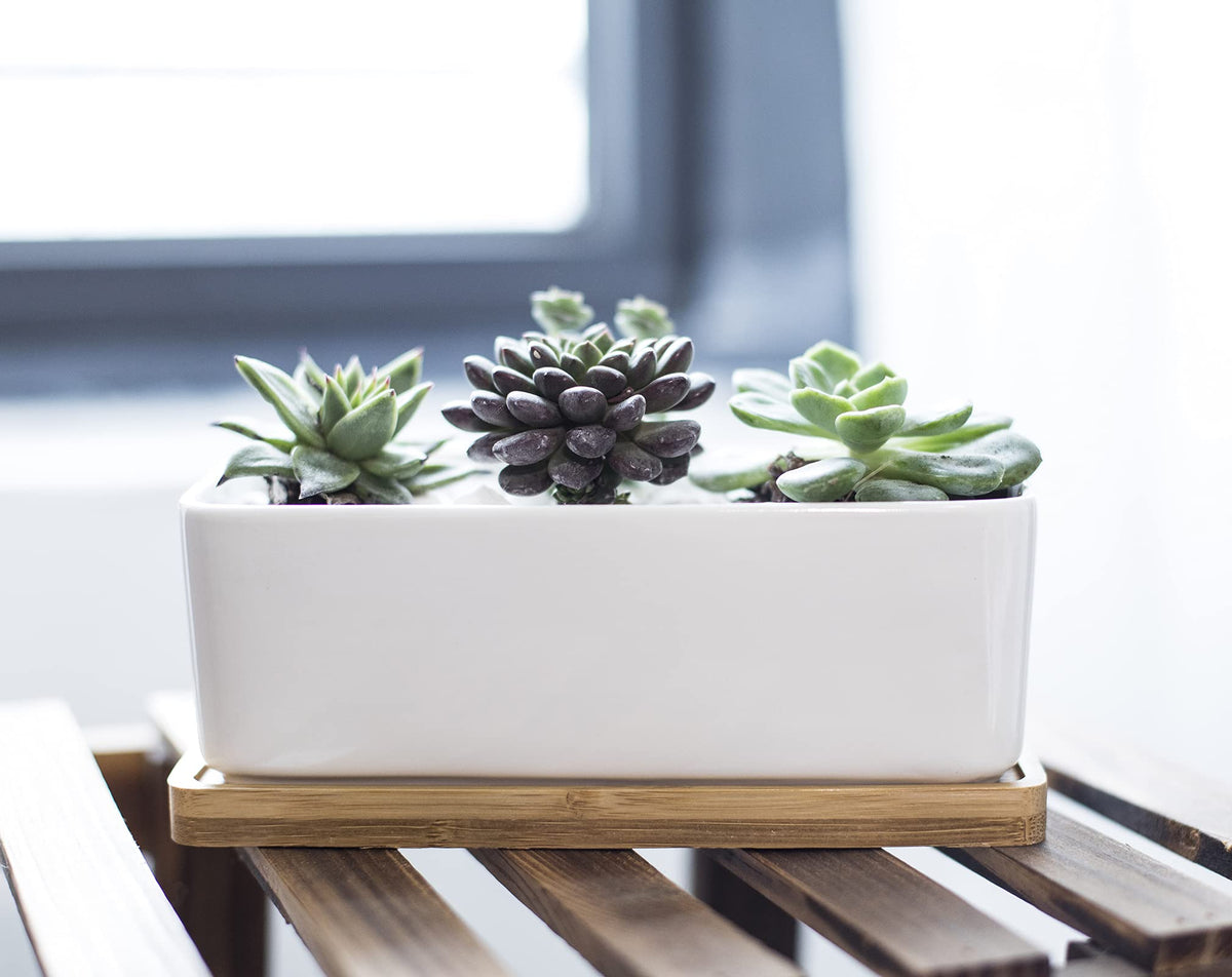 LANKER bamboo tray catches drips under the ceramic planter.