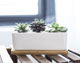 LANKER bamboo tray catches drips under the ceramic planter.