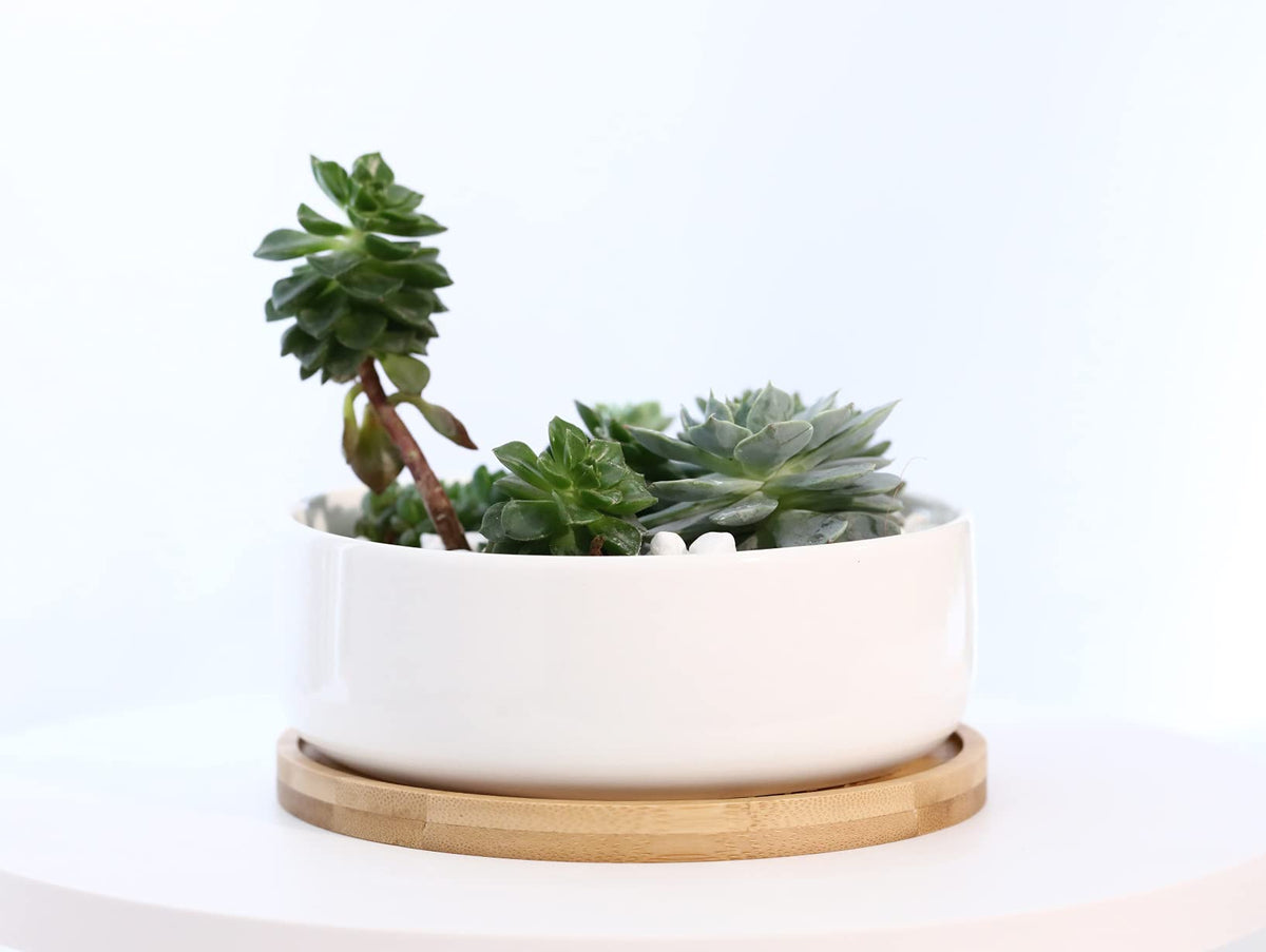 Ceramic planter paired with bamboo tray, ready for decorative arrangements.