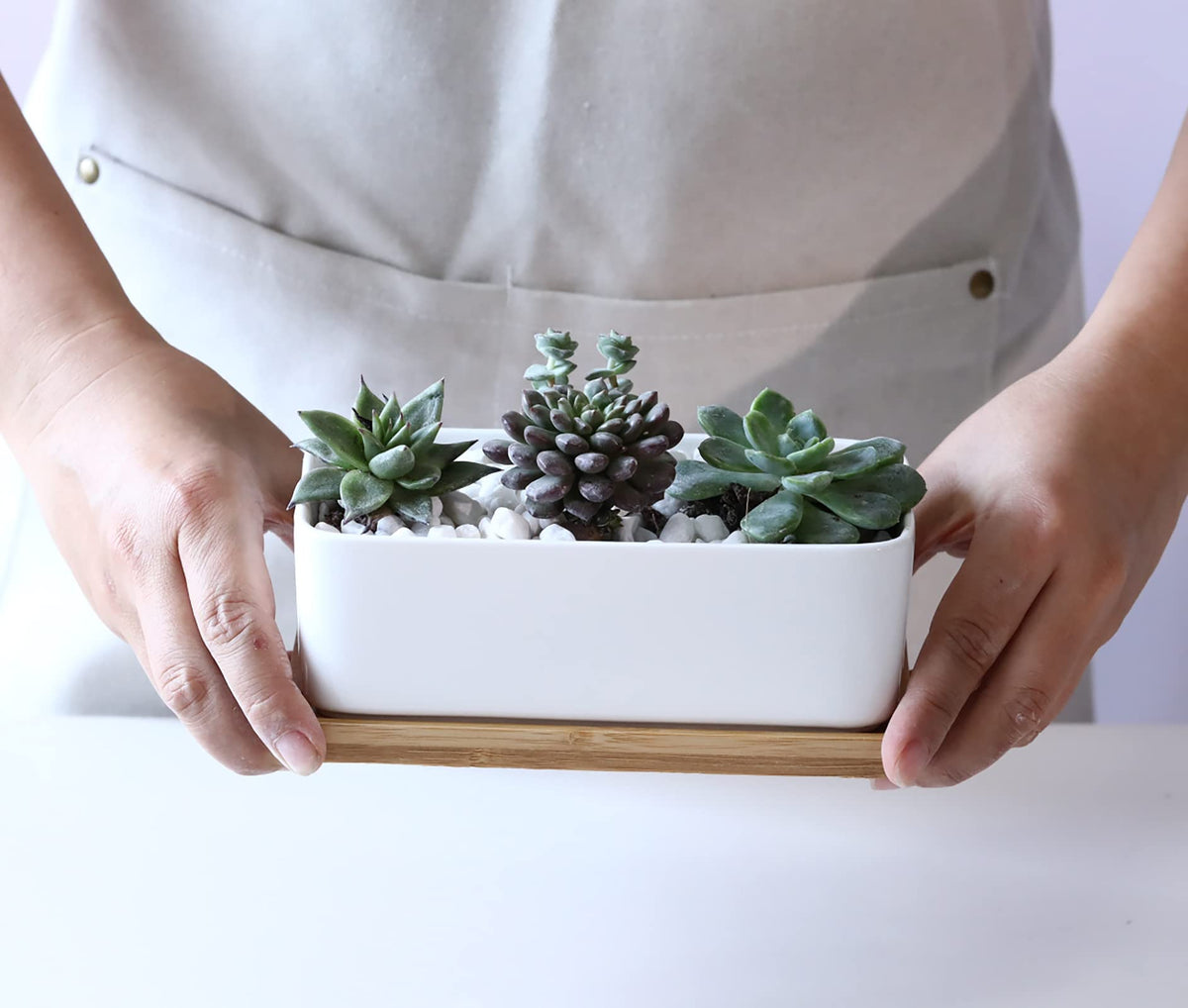 LANKER ceramic planter with 2 to 3 small succulents on display.