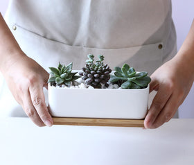 LANKER ceramic planter with 2 to 3 small succulents on display.