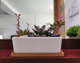 LANKER planter top view highlights compact size for small plants.