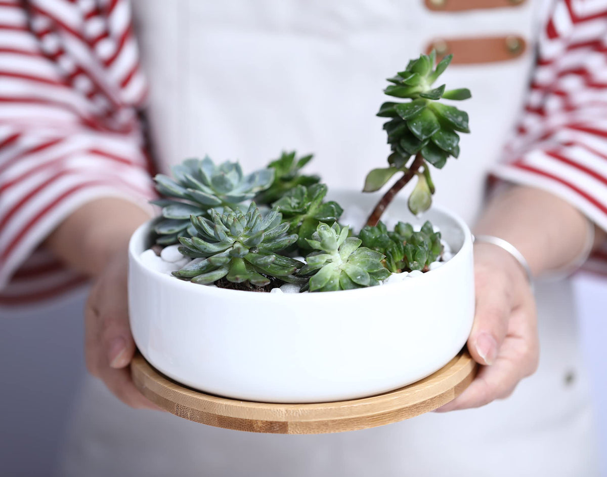 LANKER white ceramic succulent pot placed on a desk with minimalist styling.