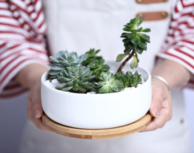 LANKER white ceramic succulent pot placed on a desk with minimalist styling.