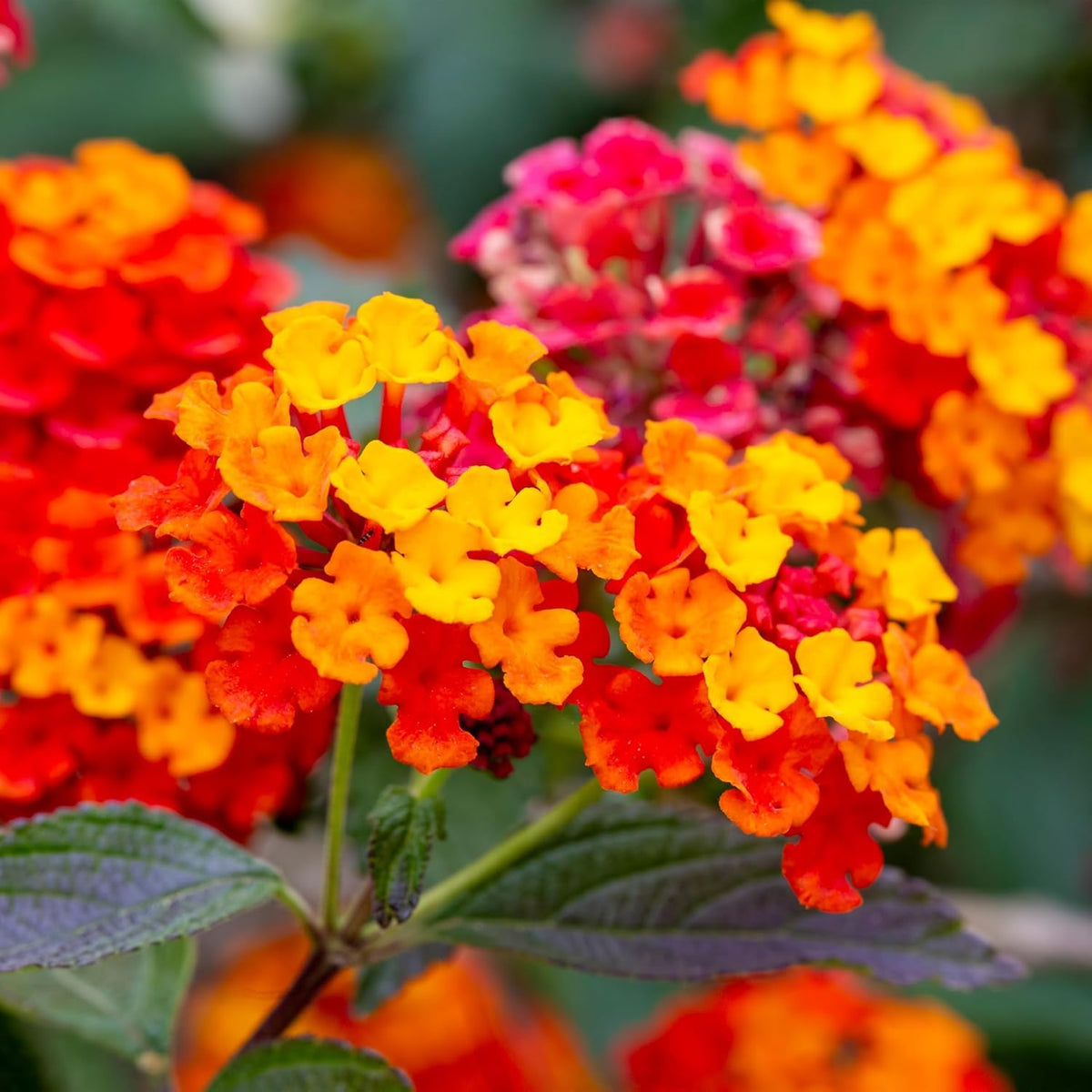 BuggyBeds lantana camara blooms showcase multicolor clusters
