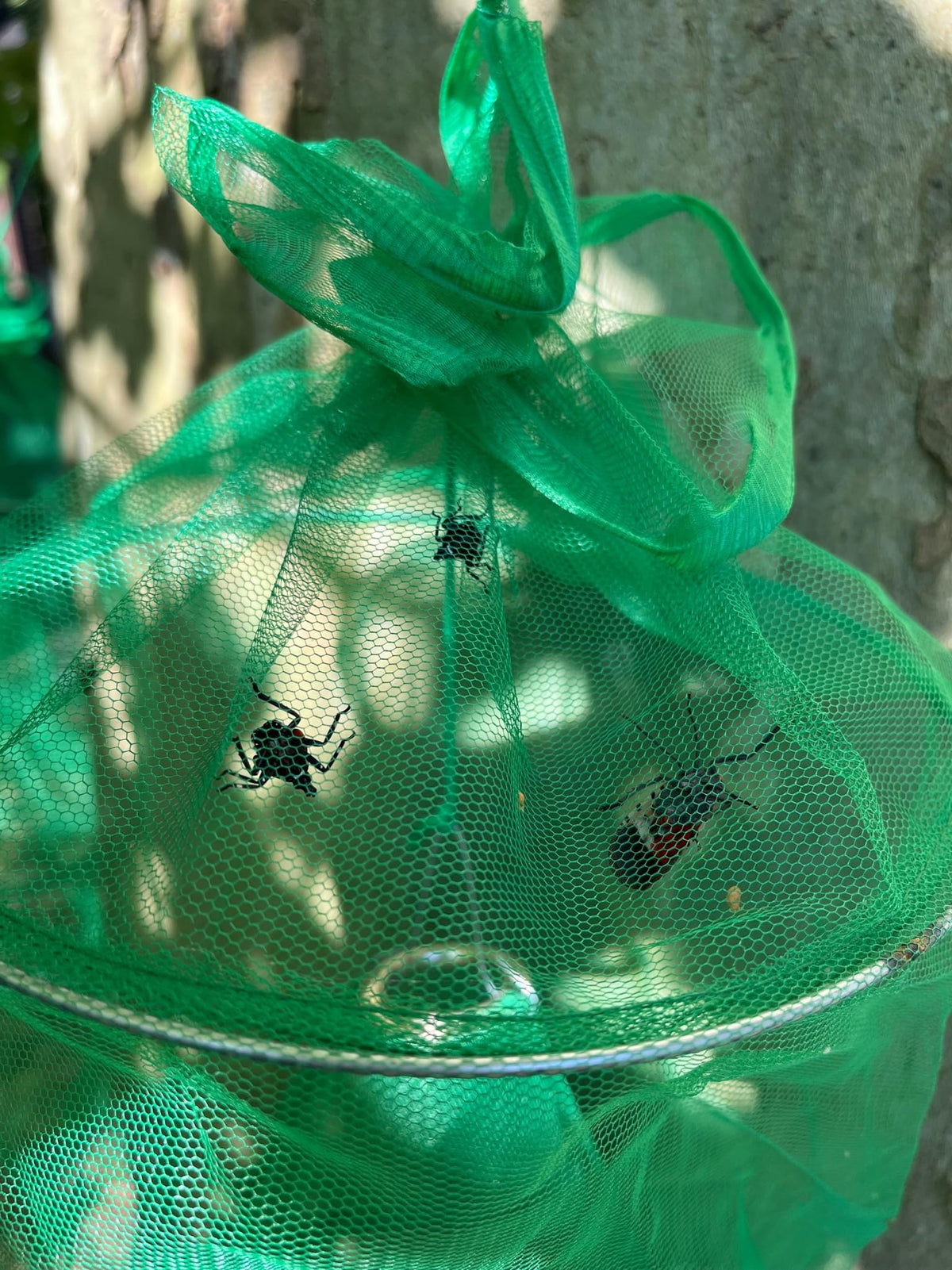 Lanternfly Motel green 2-pack package includes two traps and hardware.